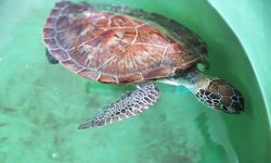 Caretta caretta "Tuba" ikinci dünya turuna salındı (2)