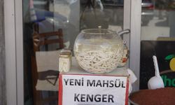 Doğal şifa kaynağı: Kenger sakızı yoğun ilgi görüyor