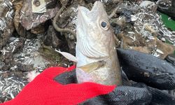 Karadeniz'de 6 ticari balık türünde mikroplastik miktarı araştırıldı