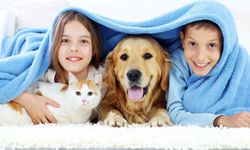 Kedi-Köpek Tüyü Hastalık Yapar mı? Uzmanı Yanıtladı