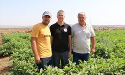 Kilis'e özgü "Zabaran" patlıcanının hasadına başlandı