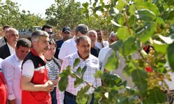 Şanlıurfa Valisi Şıldak, Antep fıstığı hasadına katıldı