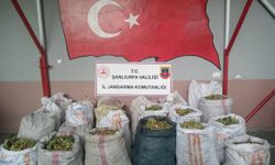 Şanlıurfa'da fıstık çaldıkları iddiasıyla 13 şüpheli yakalandı