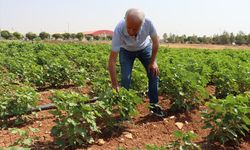 Şanlıurfa'da kavurucu sıcaklar pamuğa yaradı