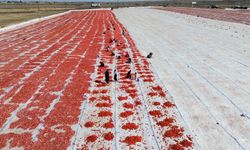 Şanlıurfa'da kuraklık ve aşırı sıcak domates üretimini düşürdü