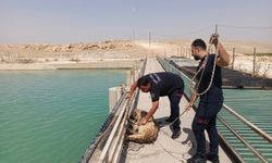 Şanlıurfa'da sulama kanalına düşen köpeği itfaiye ekipleri kurtardı