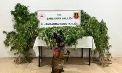 Şanlıurfa'da uyuşturucu operasyonunda 12 şüpheli yakalandı