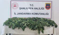 Şanlıurfa'da uyuşturucu operasyonunda 2 şüpheli yakalandı