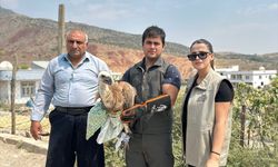 Şırnak'ta yaralı ya da bitkin halde bulunan farklı türden 4 kuş tedavi altına alındı