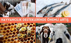 Hayvancılık Desteklerinde Önemli Artış