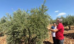 Adıyaman’da, zeytin ve zeytinyağı rekoltesi tespit ediliyor
