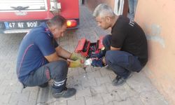 Mardin'de tuvaletin deliğine sıkışan yavru kedi kurtarıldı