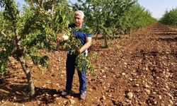 Mühendis Mehmet Çelebi: ‘Bademdeki verginin düşürülmesi, çiftçiyi hayal kırıklığına uğratmıştır’ 