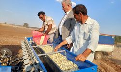 Tescilli Araban sarımsağında yeni sezon hazırlıkları başladı