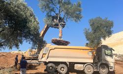 YK Enerji, 151 zeytin ağacını yeni yerine taşıdı