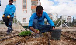 Adıyaman Belediyesi Sebze Üretimine Başladı
