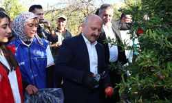 Adıyaman'da gönüllü gençlerle nar hasadı gerçekleştirildi