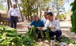 Alkayış’tan Tütün Üreticilerine Müjde!