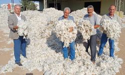 Araban Ovası'nda makinalı pamuk hasadı başladı