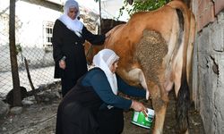 Batman'da ineği ölen kadına destek seferberliği