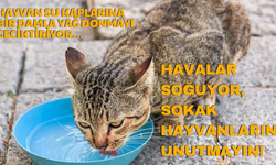 Havalar Soğudu, Sokak Hayvanlarını Unutmayın!