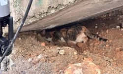 Cizre'de merdiven altına sıkışan kedi yavrusunu itfaiye kurtardı