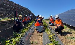 Enerjisa, güneş panelli arazilerde 5 ton ürün hasadı yaptı
