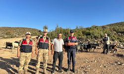 Kilis'te yaralı bulunan kerkenez kuşu koruma altına alındı