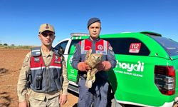 Kilis'te yaralı bulunan kızıl şahin koruma altına alındı