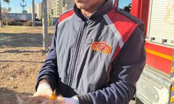 Ağaçta mahsur kalan kedi kurtarıldı