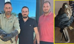Besni Sugözü’nde Bulunan Yaralı Şahin Tedavi Edildi