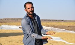 Tescilli Karacadağ pirincinin üretim alanı devlet desteğiyle artıyor