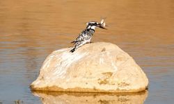 Adıyaman'da İlk Kez Alaca Yalı Çapkını Görüntülendi - Videolu Haber