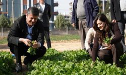 Adıyaman’da Kadın Emeğiyle Üretilen Sebzeler Tezgâha Çıktı