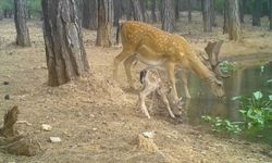 Nesli Tehlike Altındaki Alageyiklerin Sevindiren Görüntüsü