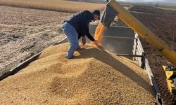 Araban Ovası’nda Mısır Hasadı Başladı