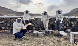 Çemikare Yaylası'nda kış öncesi yılın son kara kovan balı hasadı yapılıyor
