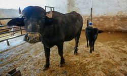 Embriyo transferiyle doğan manda 'Dicle' anne oldu