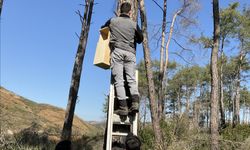 Orman yangınları sonrası doğa kendini yeniliyor