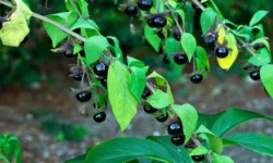 'Güzelavrat' otundan zehirlenen 11 kişi hastaneye kaldırıldı