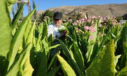 Çelikhan tütününde 8 bin ton rekolte bekleniyor