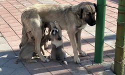 Sokak köpeklerini 'kontrolsüz besleme' yasağı