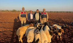 Kilis'te kaybolan küçükbaş hayvanları jandarma buldu