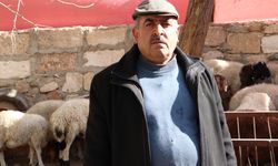 Kilis'te kurtların saldırdığı 3 küçükbaş telef oldu