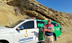 Kilis'te yaralı bulunan kızıl şahin koruma altına alındı