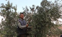 Kilis'te yeni ürün zeytin hasadı başladı