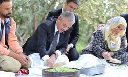 Mardin Valisi Tuncay Akkoyun Derik ilçesinde zeytin hasadına katıldı