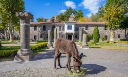 Sıpa 'Midas' ziyaretçilerin sevgisini kazandı