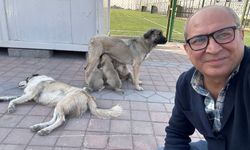 Nemrut Rotary’den “Sokaktaki Canlara” Mama