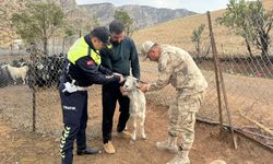 Siirt'te sürü hayvanlarına reflektörlü bant yapıştırıldı